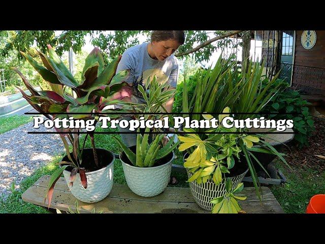 Potting Tropical Plant Cuttings