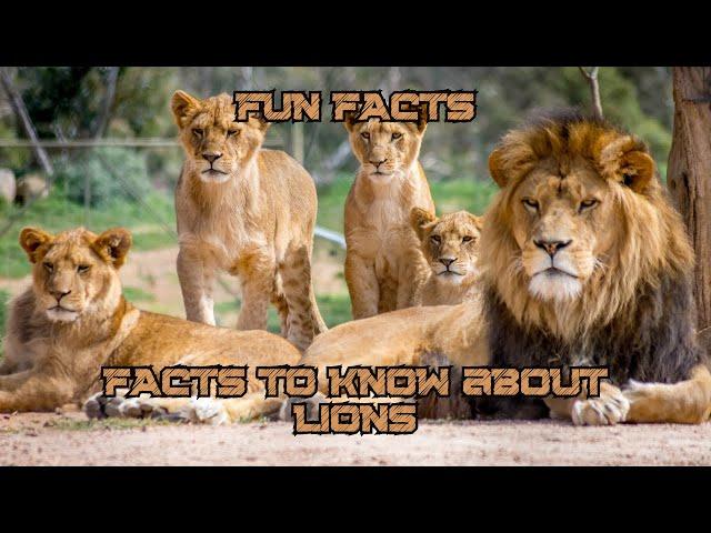 FACTS to KNOW about LIONS: Nature Unleashed!!! #shorts #facts