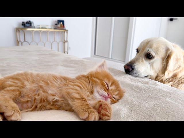 KITTEN'S Hilarious Reaction to Dog Waking It Up!