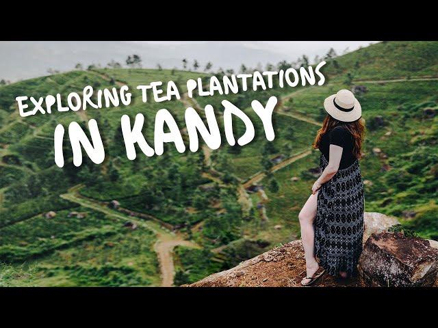 Can't Believe THIS Is Sri Lanka - Exploring Kandy & Tea Plantations