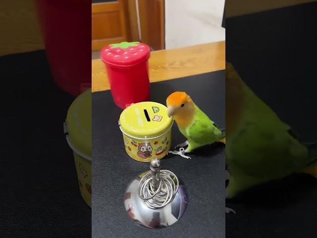 Smart Parrot So Cute | Amazing Little Parrot