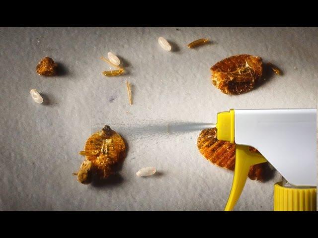 The Strongest Natural Home Remedy to Get Rid of Bedbugs