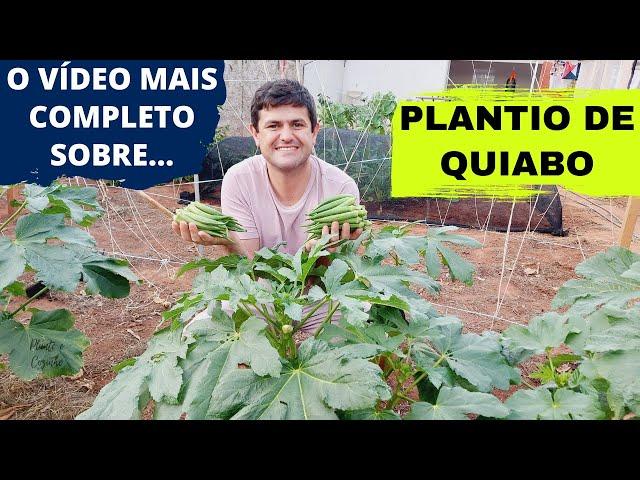 COMO PLANTAR QUIABO ORGÂNICO EM CASA DA FORMA CERTA. PROCESSO COMPLETO DO PLANTIO A COLHEITA (Ep140)