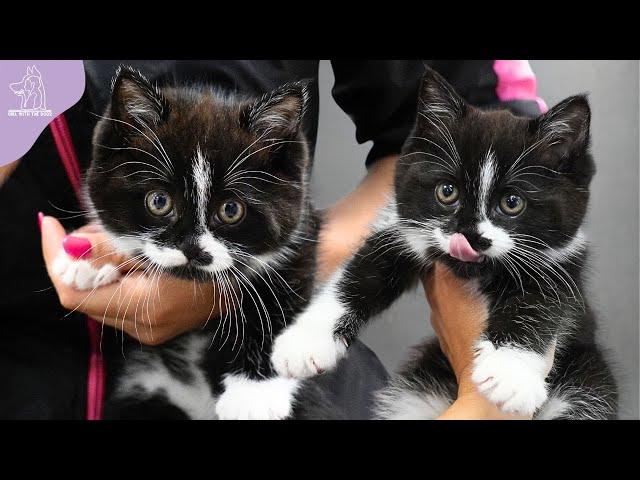 Momma Cat And Her Adorable Kitten Get A Spa Day ️