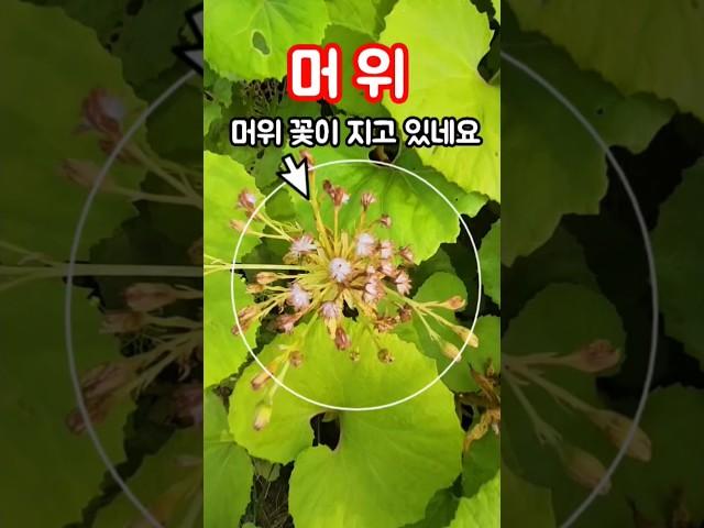 #김용빈#꿈에본내고향#원곡한정무#머위