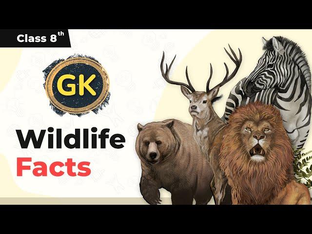 Wildlife Facts | Interesting Facts About Animals | Facts About Cows | Class 8 General Knowledge