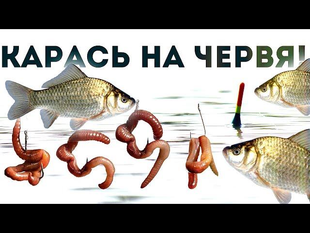 Как правильно ловить карася на червя?! Обучение ловли карася на червя от профессионального рыболова!