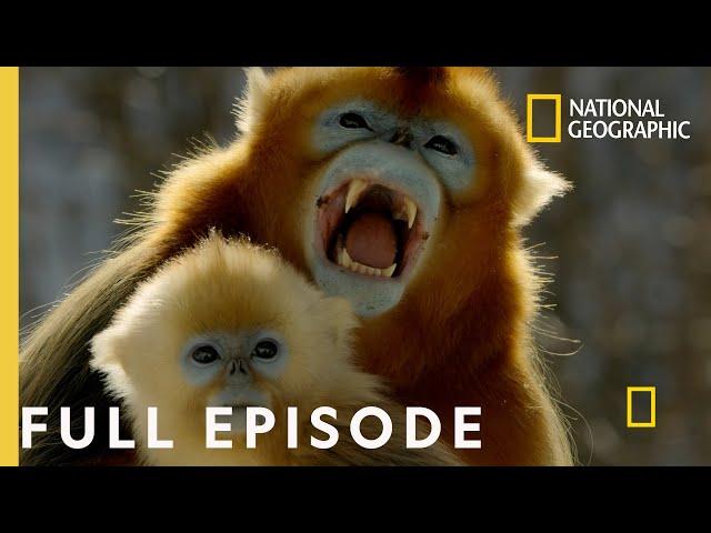 Forest of the Golden Monkey (Full Episode) | The Hidden Kingdoms of China