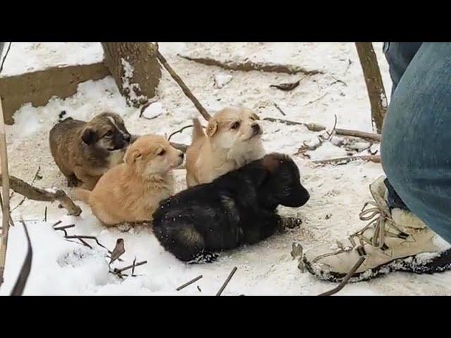 Hungry puppies line up begging in the snow and heartbroken by separation