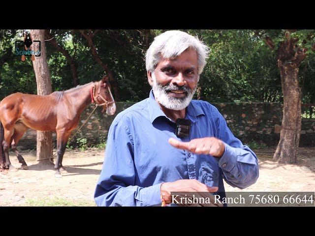 Dinesh जी Jain का Natural Farm Krishna Ranch का Tour ️️️ Marwari Horse Farm Tour 