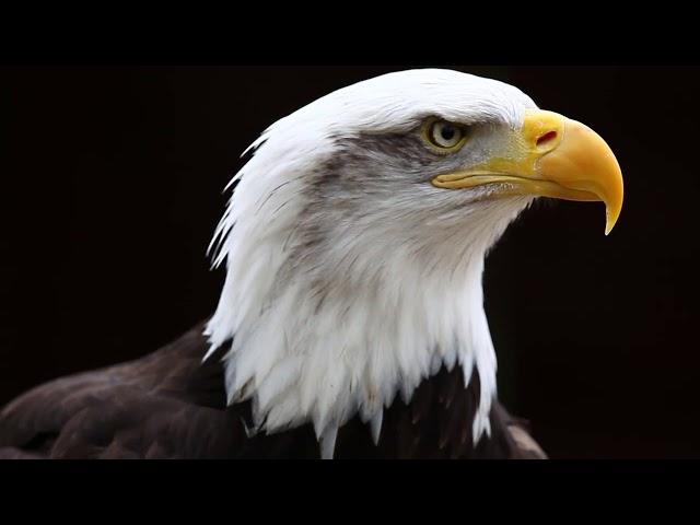 eagle screech