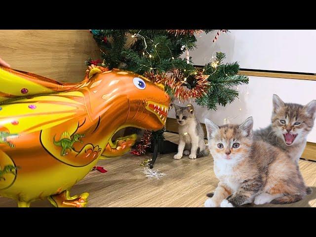 Kitten's reaction to seeing a dinosaur