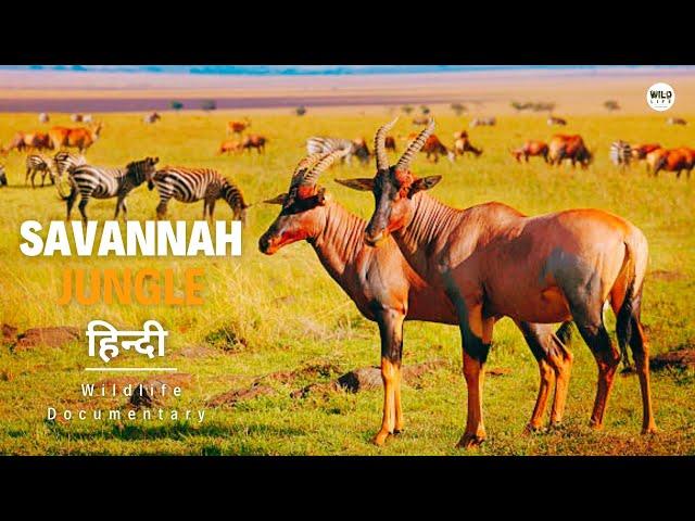 सवाना जंगल, Africa - हिन्दी डॉक्यूमेंट्री | Wildlife documentary in Hindi