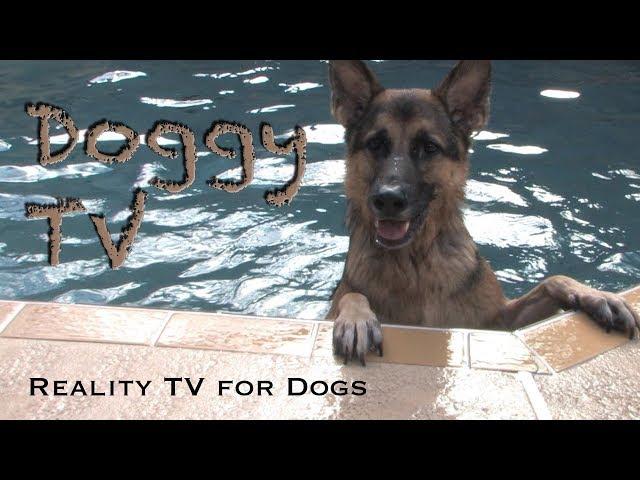 Dog TV 1 - Reality TV for Dogs