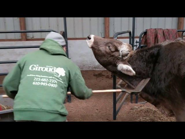 Steer Needs Rake for Proper Scratch Session || ViralHog