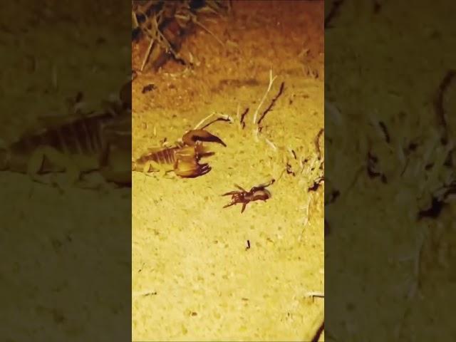 عنكبوت ضد عقرب والكمين احترافي