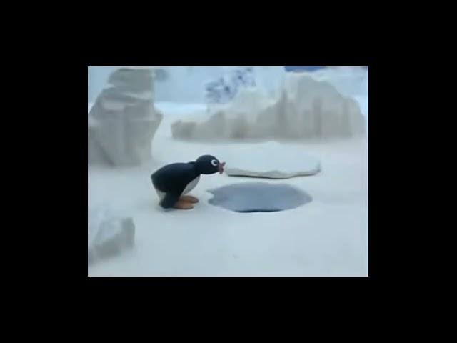 pingu nooo NOOT NOOT NOOT