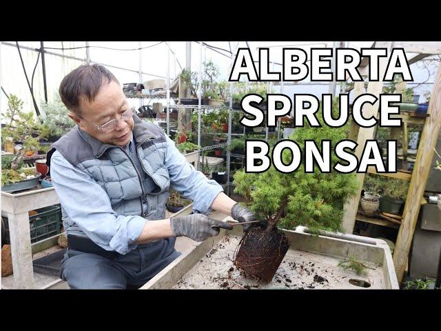 Turning an ordinary Alberta Spruce into a beautiful bonsai! Full explanation!