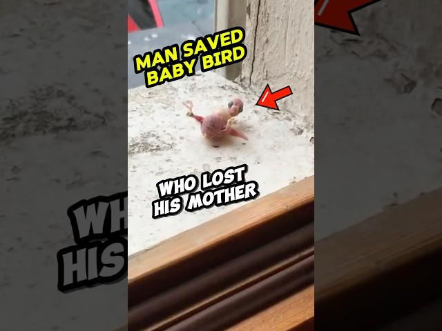 Bird Lost His Mother But A Kind Man Rescues the Bird #shorts