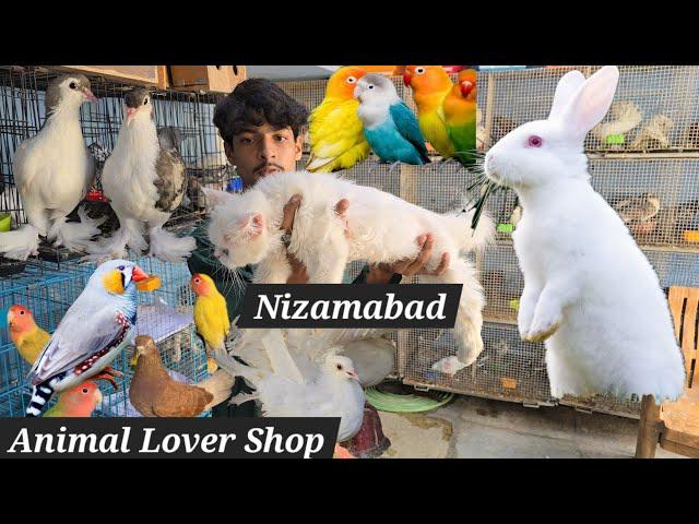 Animal lover pet's shop in Nizamabad | pigeons | Budgies | kittens | finches | cocktail & rabbits