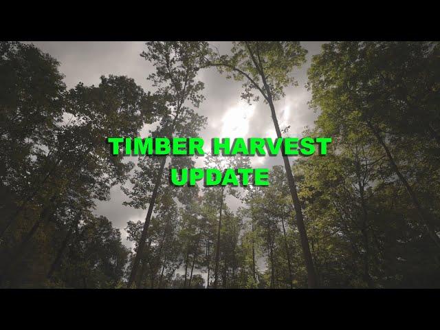 Timber Harvest Update 4 Months Later