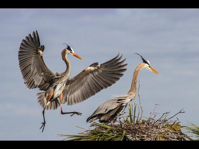 Instagator Air Boat Rides With Captain Mike Channell 2