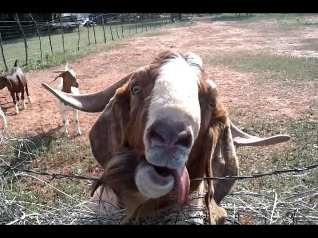 Smelly billy goat goes crazy.