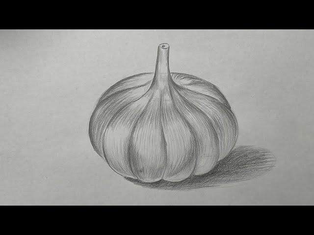 How to draw a garlic || Pencil shading for beginners