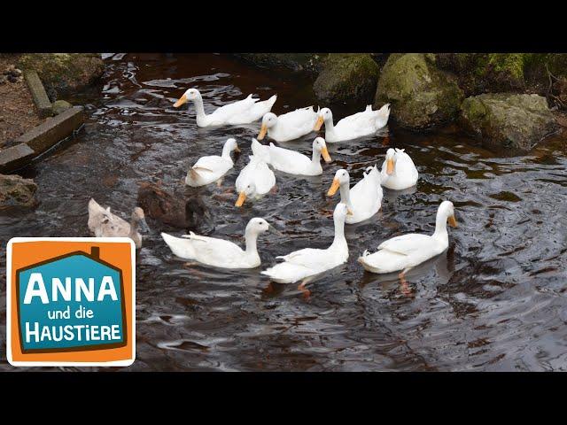 Laufenten | Information für Kinder | Anna und die Haustiere