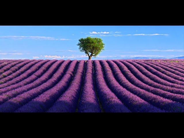 FRANCE, Valensole- Provence Alpes Côte d' Azur: Amazing Planet (4K) 2020