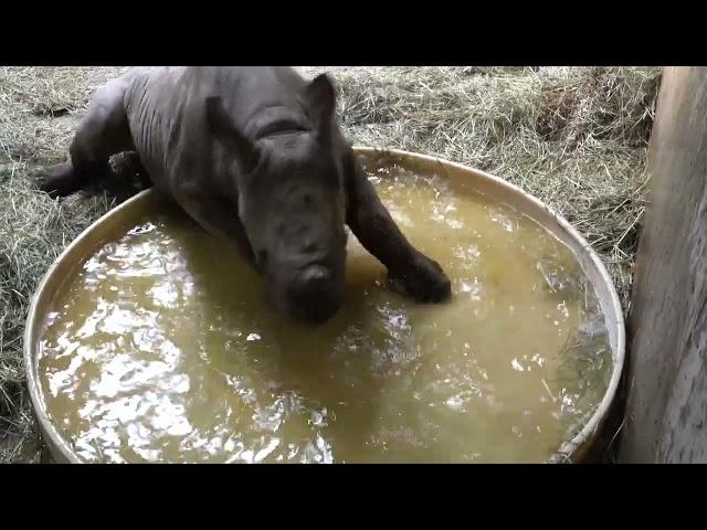 Baby Rhino Splashes In A Tiny Pool