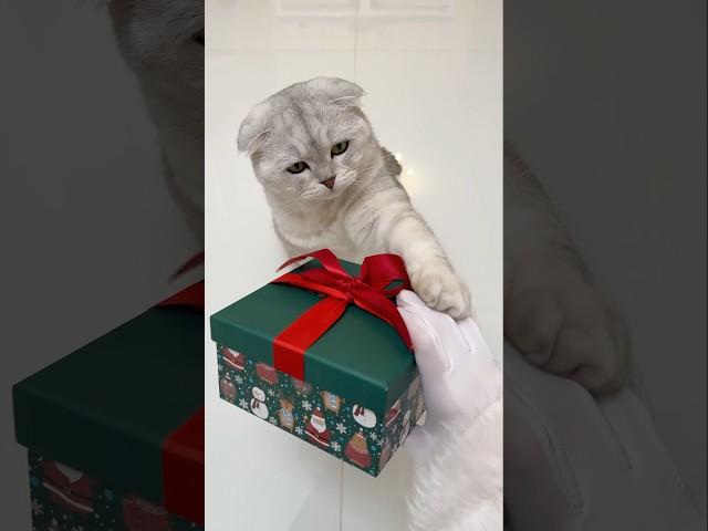 There are never many gifts… #cat #funny #catlover