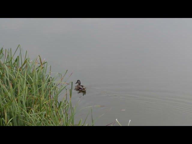 Минск, утка на реке. Речная утки — род птиц семейства утиных. Wild duck on the river in Minsk.