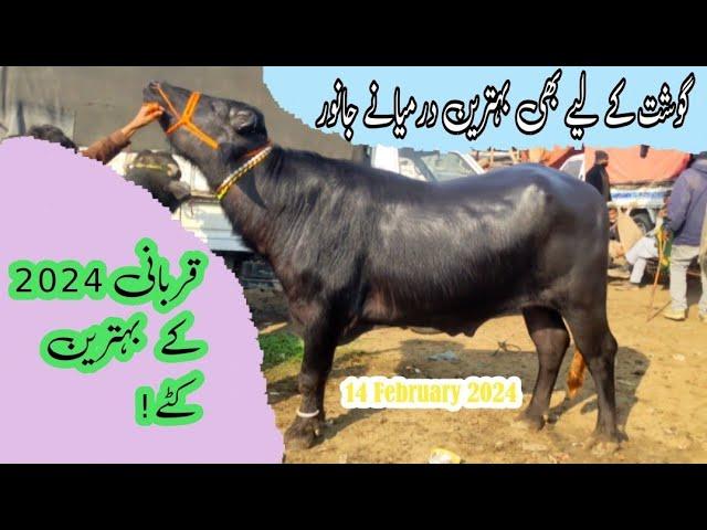 Shahpur Kanjra Mandi Latest Updates Today 2024 | Qurbani Wale Or Gosht Wale Katte | 14-Feb-2024