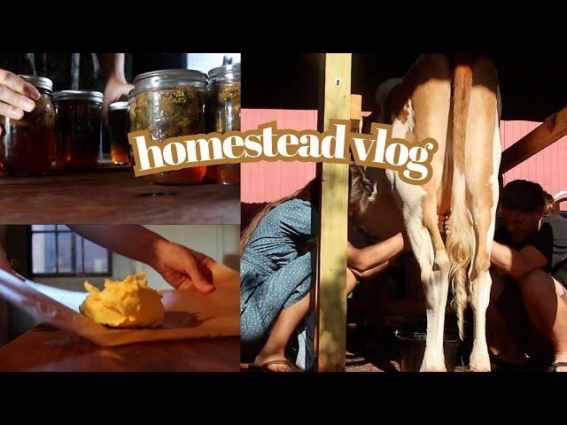 Homestead Vlog | Morning Milking, Buttermaking, Hot Cocoa, Canning Jalapenos, Baby Piglets