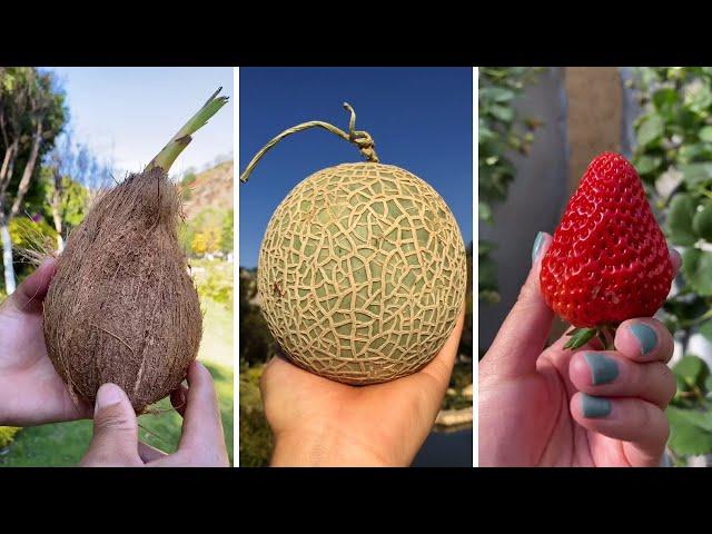 Farm Fresh Ninja Fruit Cutting | Oddly Satisfying Fruit Ninja #18