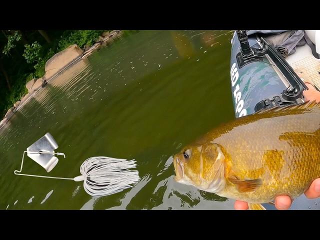 This 1/4oz buzzbait caught more smallies than I can count!!! | ISHTECH |