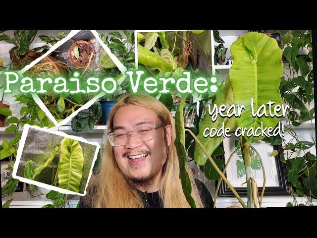 Repotting My Philodendron Paraiso Verde!