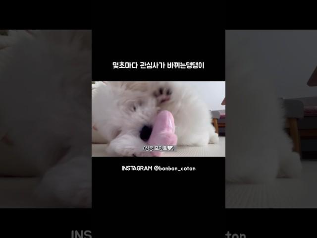 한창 무는게 좋을 나이 #꼬똥드툴레아