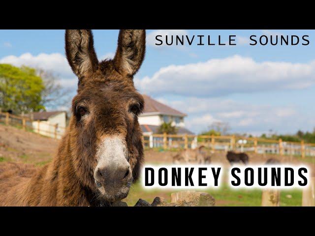 10 Hours of Donkey Sounds | Animal Sounds with Peter Baeten