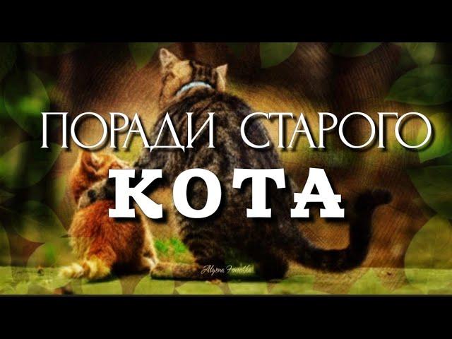 Поради старого Кота - притча про Щастя #притча#щастя#притчапрощастя#Альона_Феночка#порадистарогокота