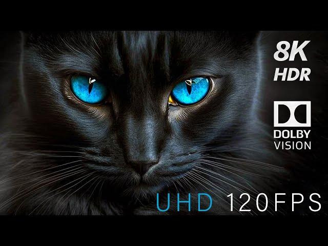 Special 8K HDR 120FPS Dolby Vision