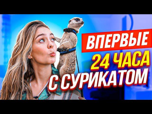 ВПЕРВЫЕ - КОРМЛЮ СУРИКАТА ГОЛОВОЙ КУРИЦЫ 