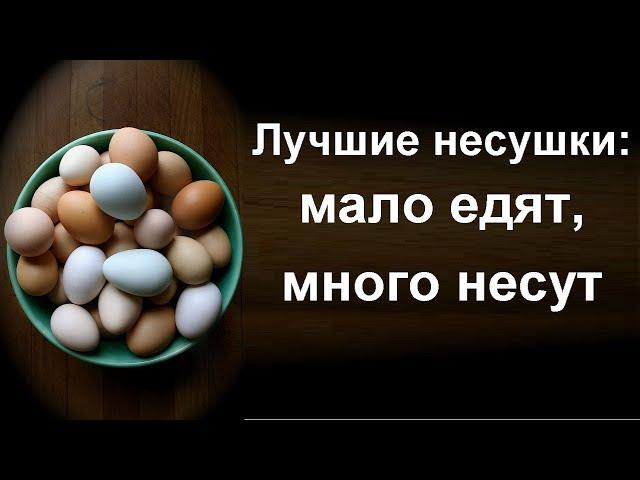 Лучшие куры несушки - Яйценоскость кур породы леггорны