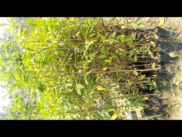 Agarwood Plants Nursery at Maharashtra