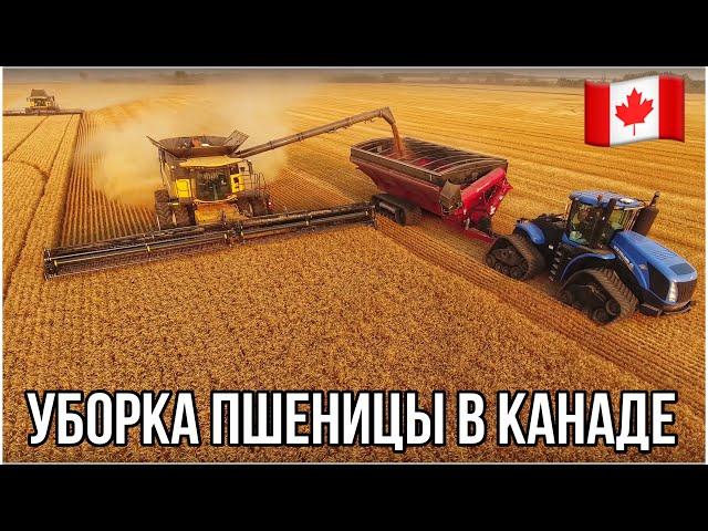 УБОРКА ПШЕНИЦЫ В КАНАДЕ. Саскачеван. Канада глазами украинца. #MYAGROTOURS