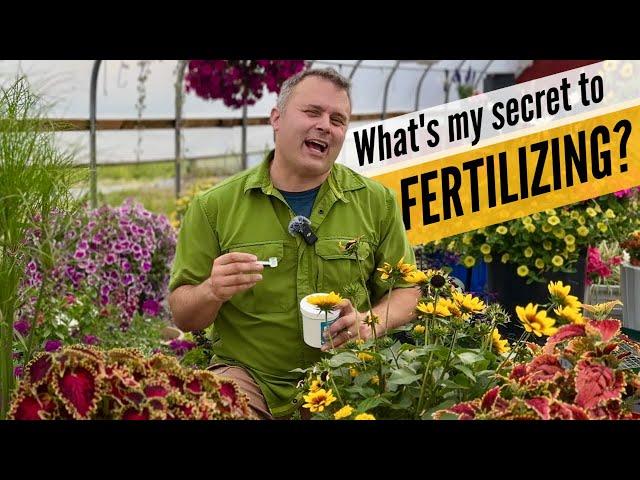 How I fertilize my containers — and other tips for amazing annuals