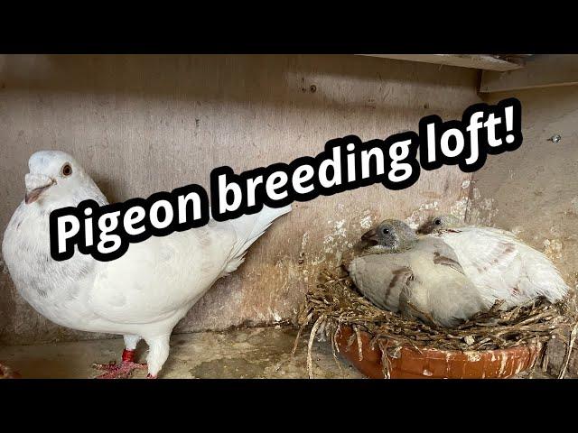 Pigeon Breeding Loft | Breeding Racing pigeons 2024 | Feeding |