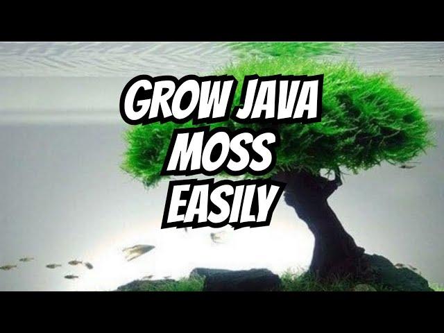 How to Grow Java Moss (The Ultimate Guide)