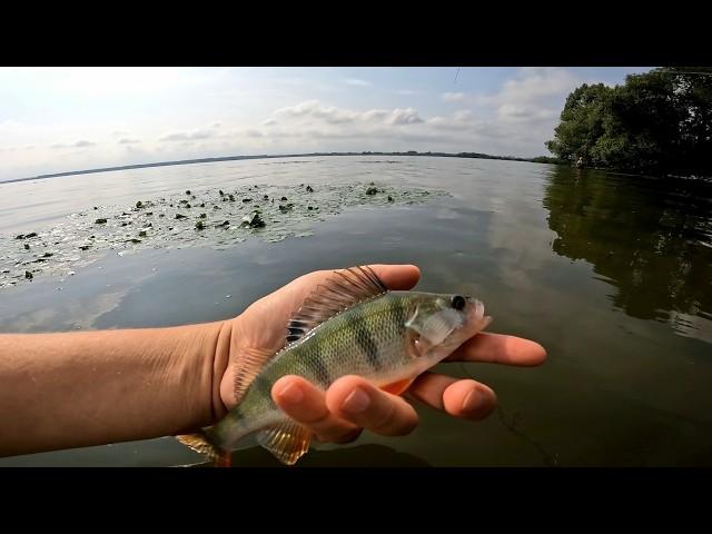 Sprawdzam, czy biorą: Okonie w akcji na lekki spinning z potężnej wody.